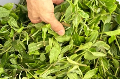 新平水塘 村企協(xié)作，茶產(chǎn)業(yè)助力鄉(xiāng)村振興