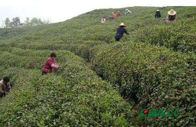 鐵觀音秋茶即將上市丨產(chǎn)區(qū)舉辦大師賽