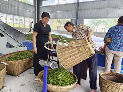 茶廠開業(yè)首日 鮮茶收購忙，共繪豐收圖