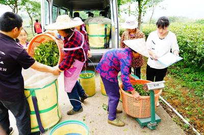 一路茶香新豐行