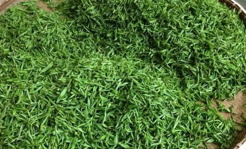 一斤茶葉的成本有多高 看完這篇，你還會覺得黃山毛峰茶很貴嗎