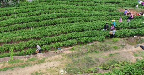 懷集下帥 春茶采摘正當(dāng)時(shí) 單叢茶香滿園飄