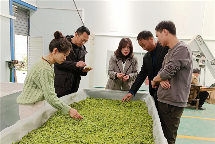 漢濱區(qū)市場監(jiān)管局助力鄉(xiāng)村振興 茶葉收購產(chǎn)證融合發(fā)展新路徑